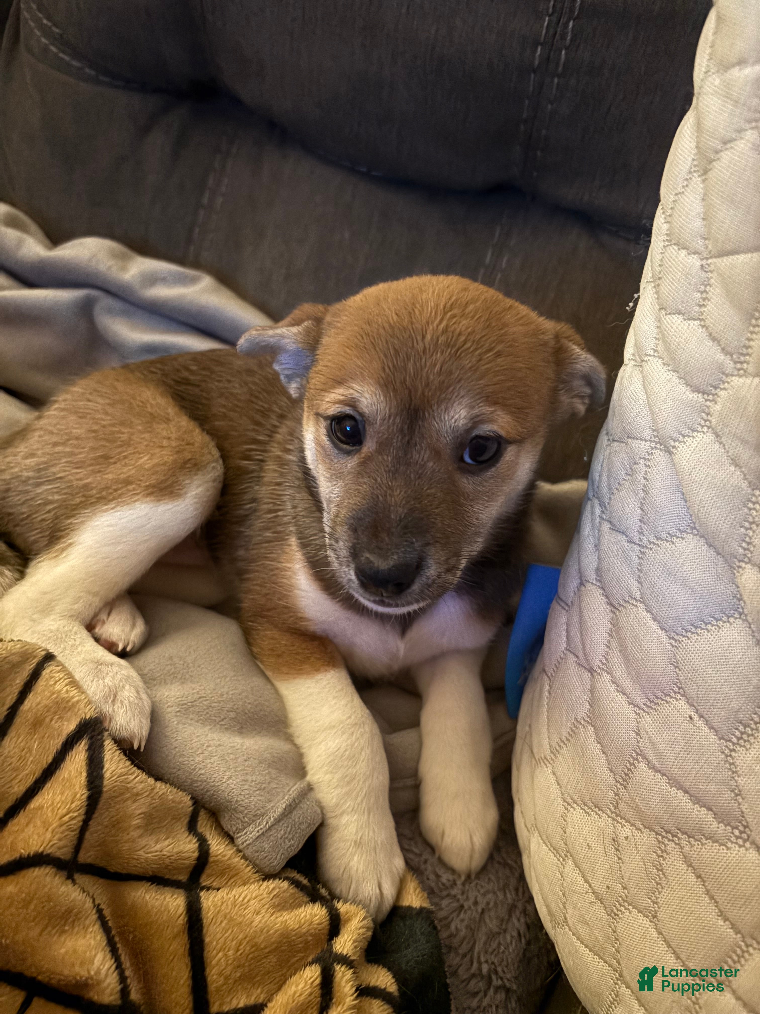 Mixed Breed dogs Nylah - Ad 35