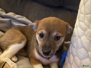 Mixed Breed dogs Nylah - Ad 6