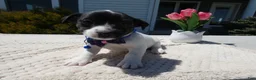 Jack Russell Terrier dogs for sale: Jack Russell Terrier Puppy 2 Whisper - Ad 6