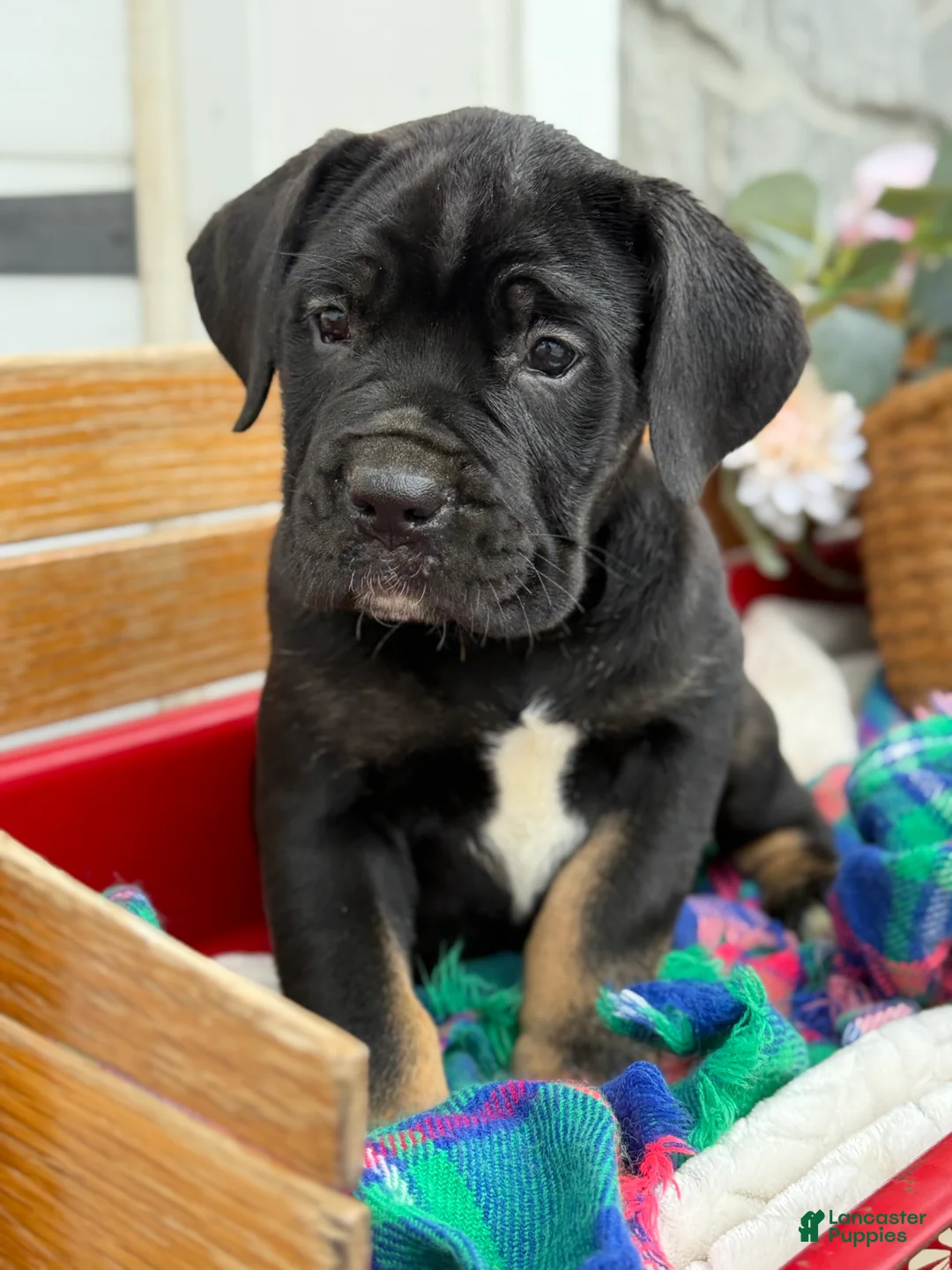 Cane Corso dogs for sale: Alisha - Ad 7