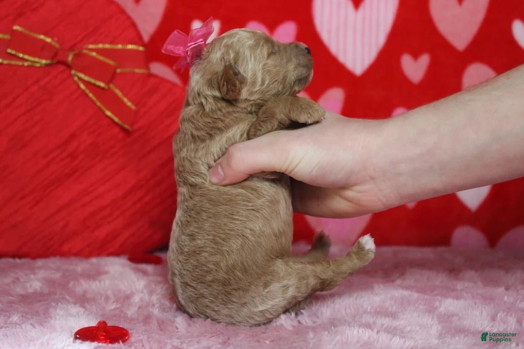 Goldendoodle dogs for sale: Pibb - Ad 15