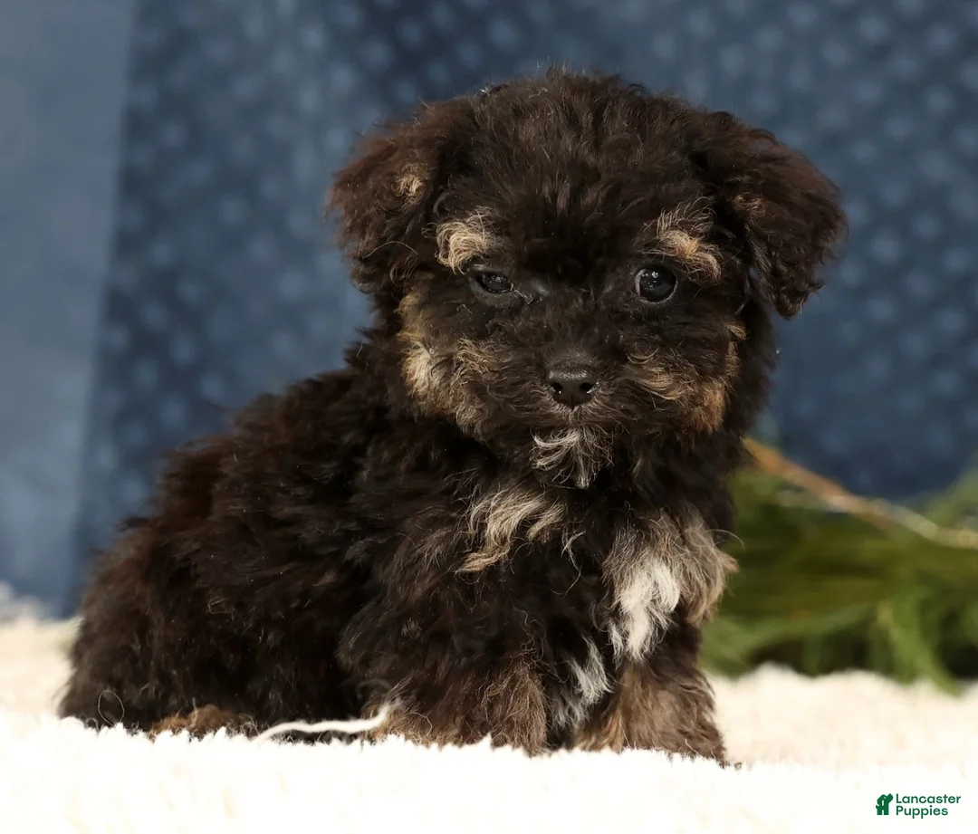 Havapoo dogs for sale: Polly - Ad 5