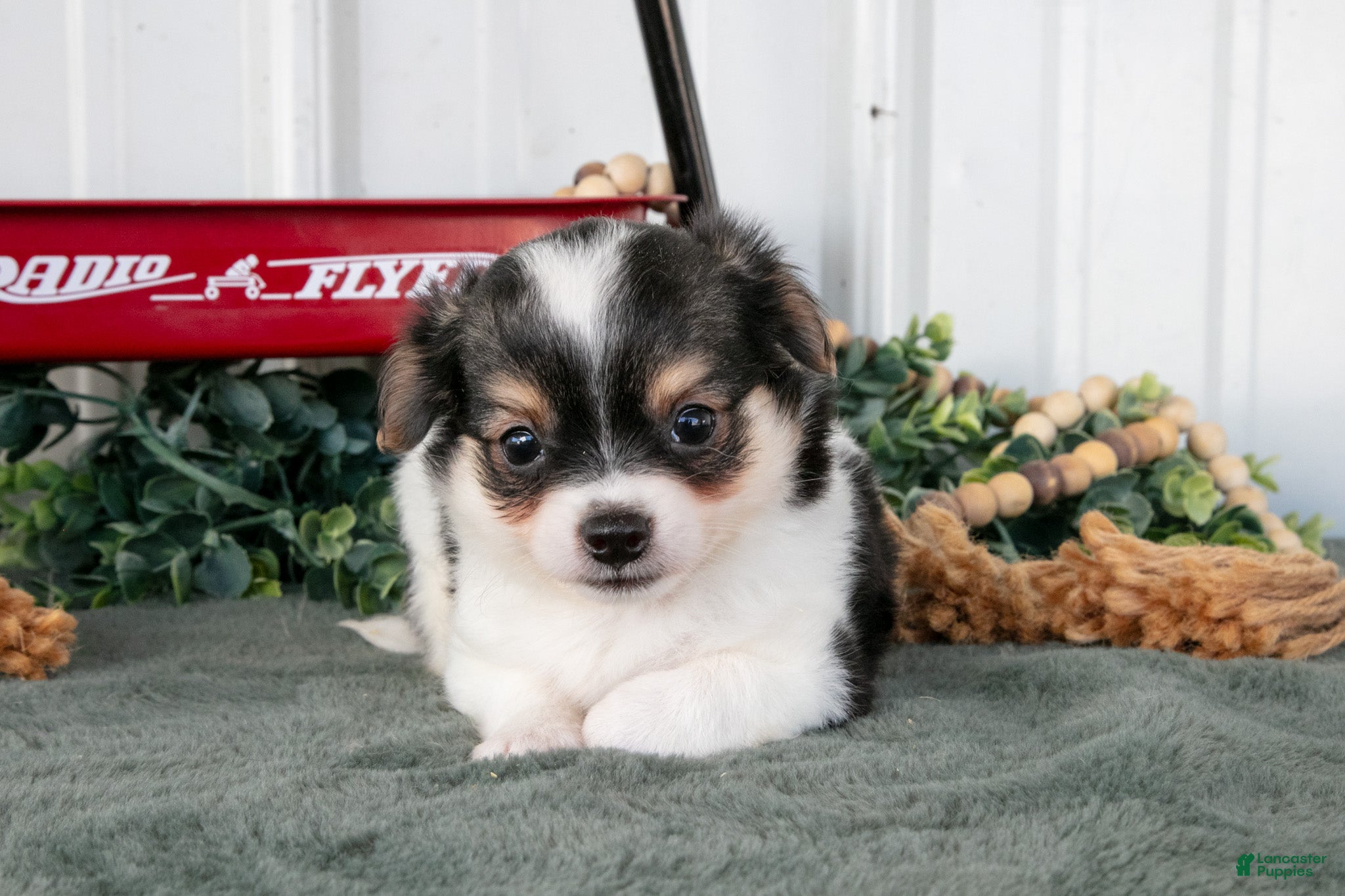 Chihuahua dogs Lugnut - Ad 2