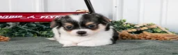 Chihuahua dogs for sale: Lugnut - Ad 2