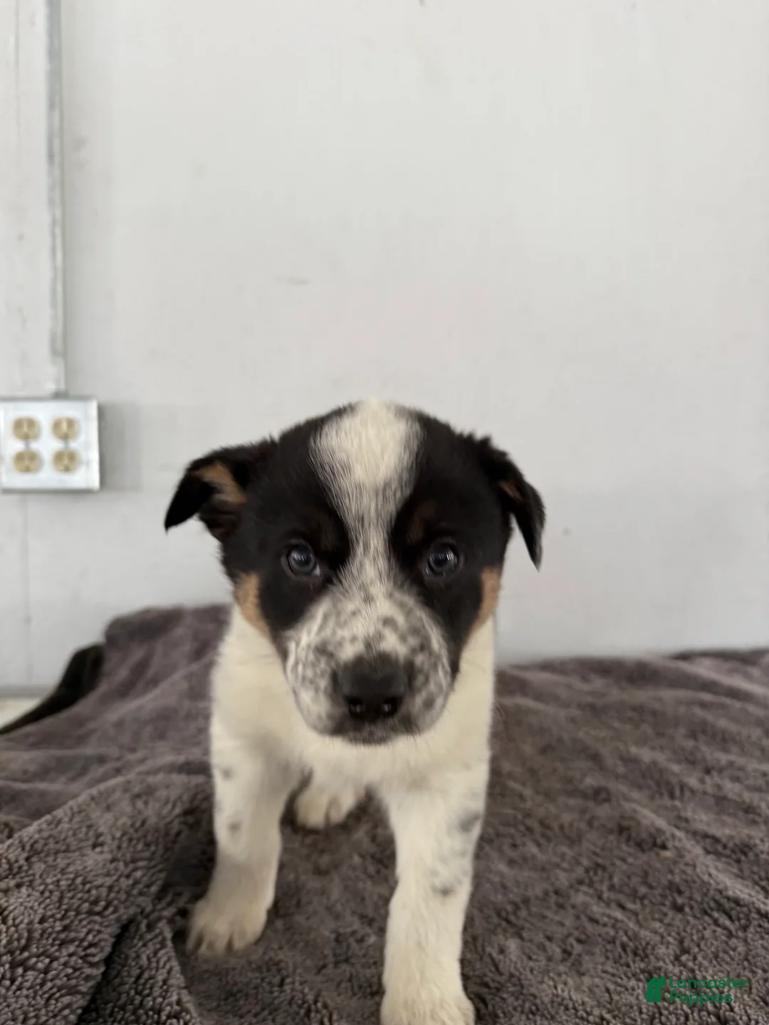 Mixed Breed dogs for sale: Oreo - Ad 8