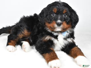Mini Bernedoodle dogs Austin - Ad 40
