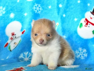 Pomeranian dogs Peanut - Ad 4