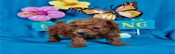 Toy Poodle dogs for sale: Toy Poodle Puppy 1 - Ad 2