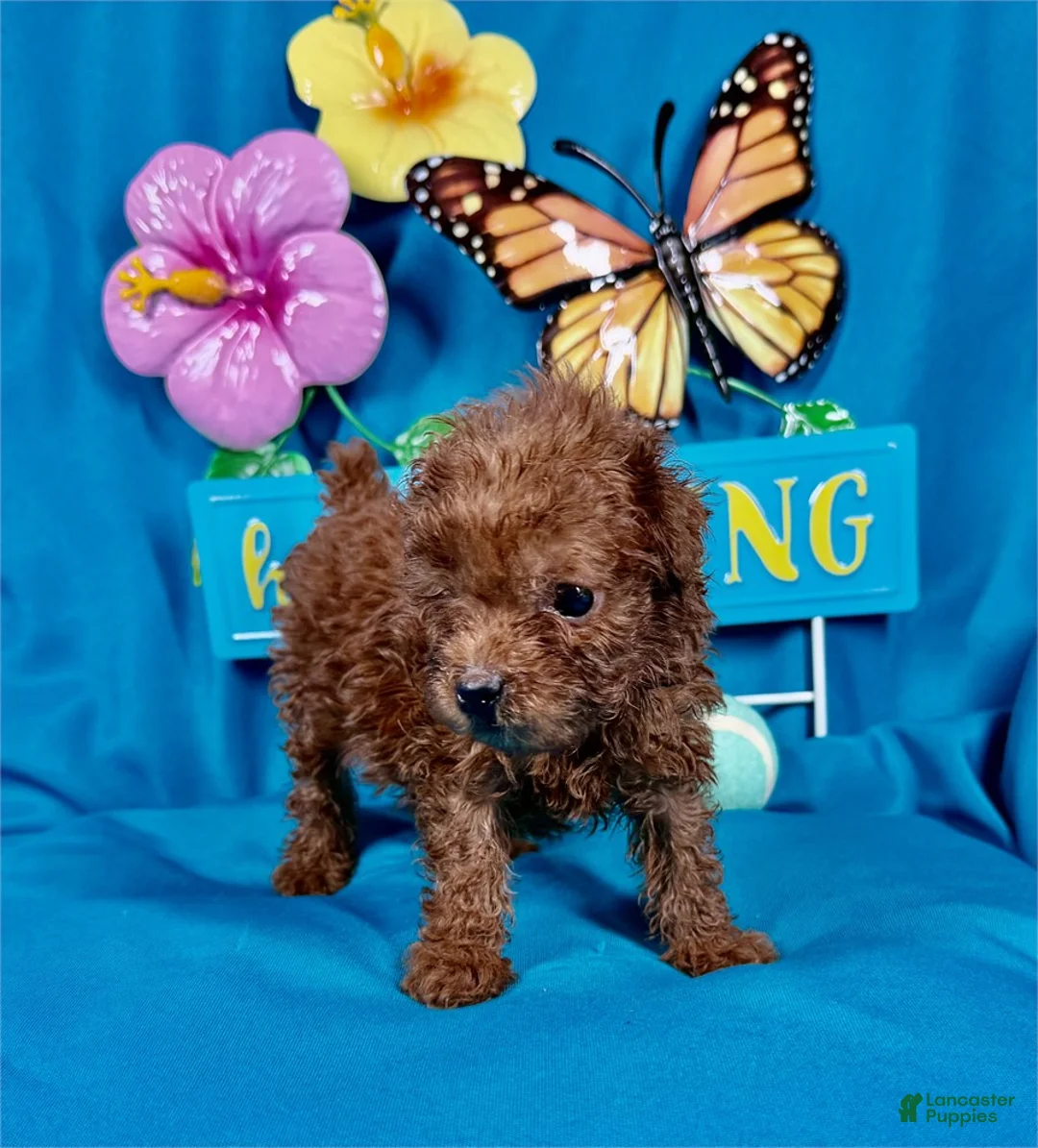 Toy Poodle dogs for sale: Toy Poodle Puppy 1 - Ad 2