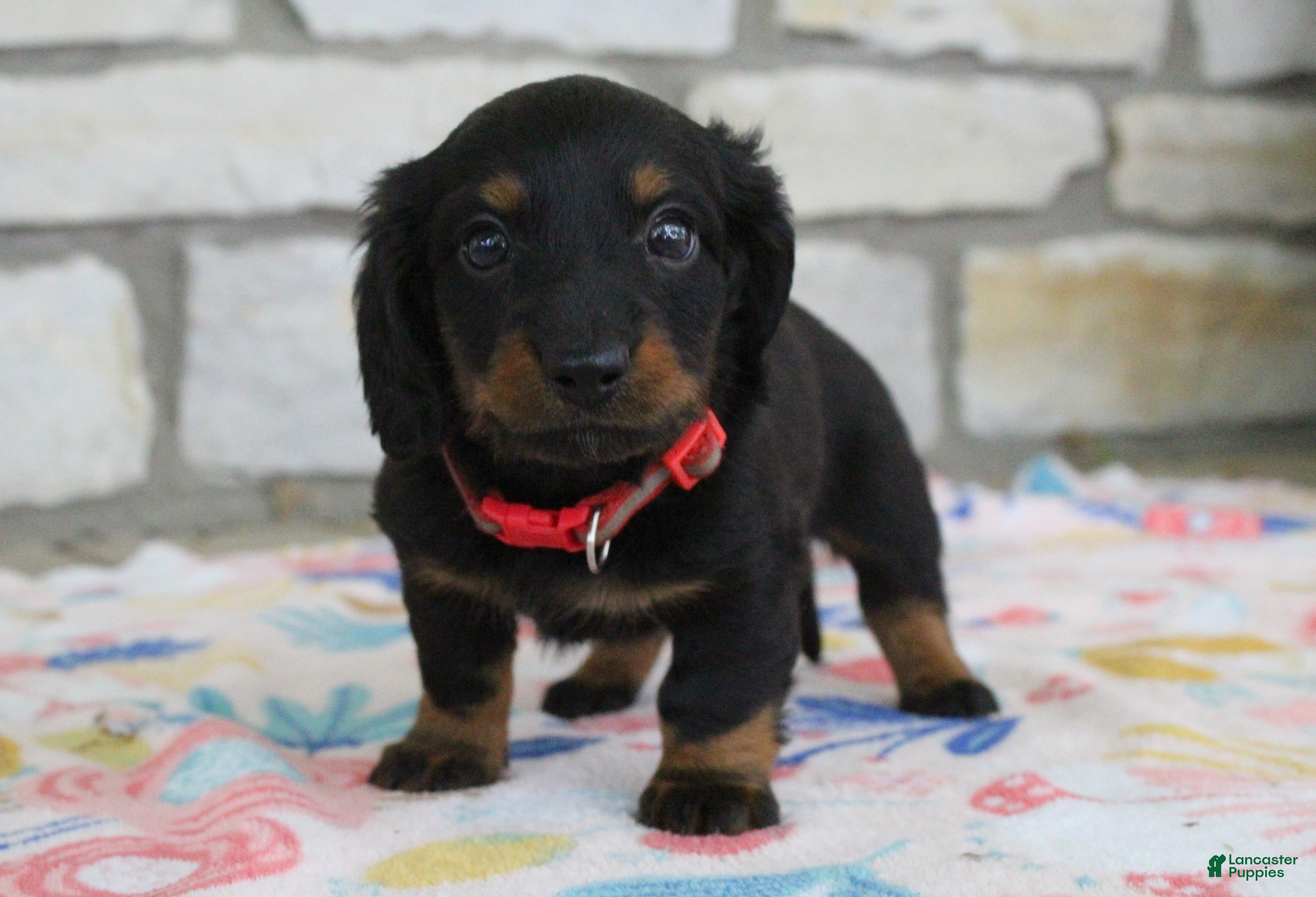 Miniature Dachshund dogs Alaska - Ad 1