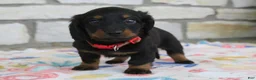 Miniature Dachshund dogs for sale: Alaska - Ad 1