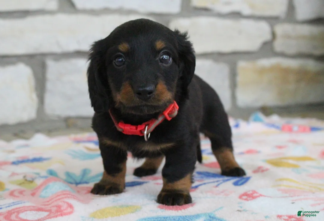 Miniature Dachshund dogs for sale: Alaska - Ad 1
