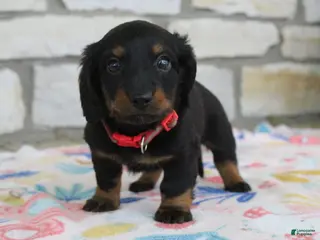 Miniature Dachshund dogs for sale: Alaska - Ad 4
