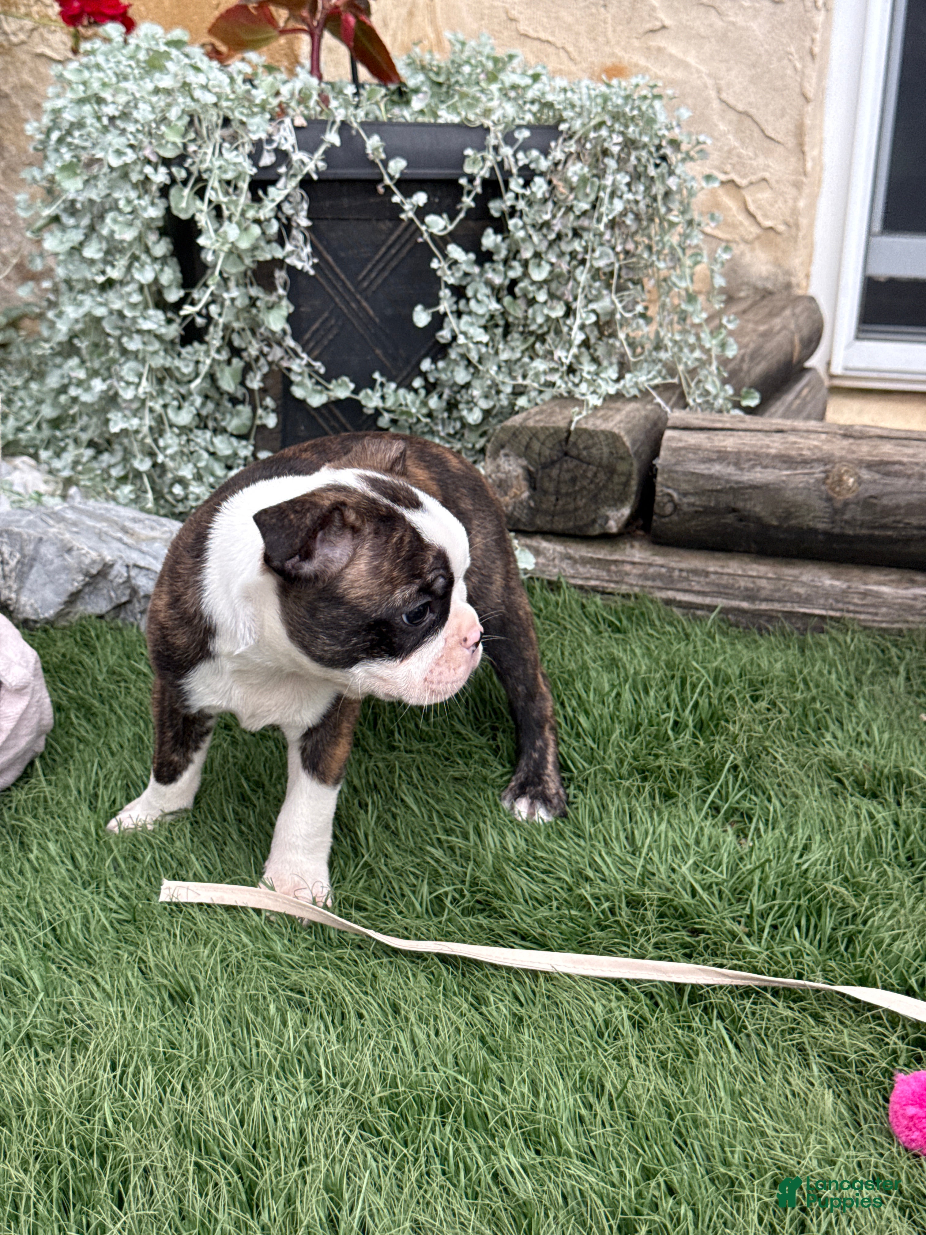 Boston Terrier dogs Kathi - Ad 2