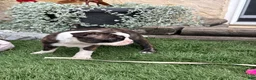 Boston Terrier dogs for sale: Kathi - Ad 2