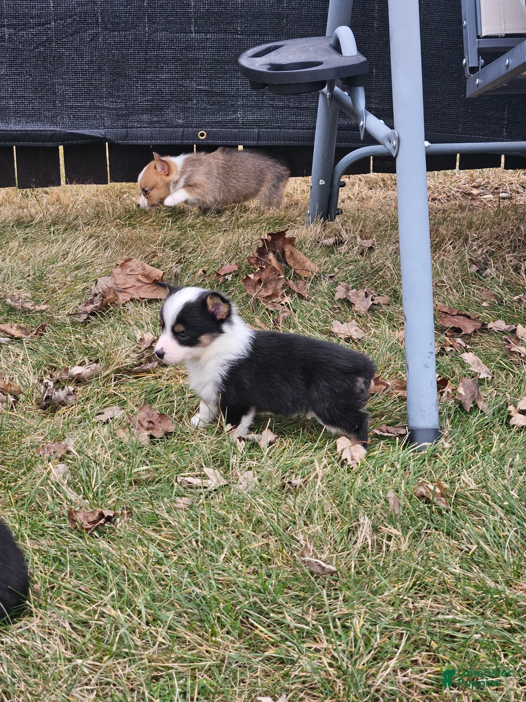 Mixed Breed dogs for sale: Rooster - Ad 3
