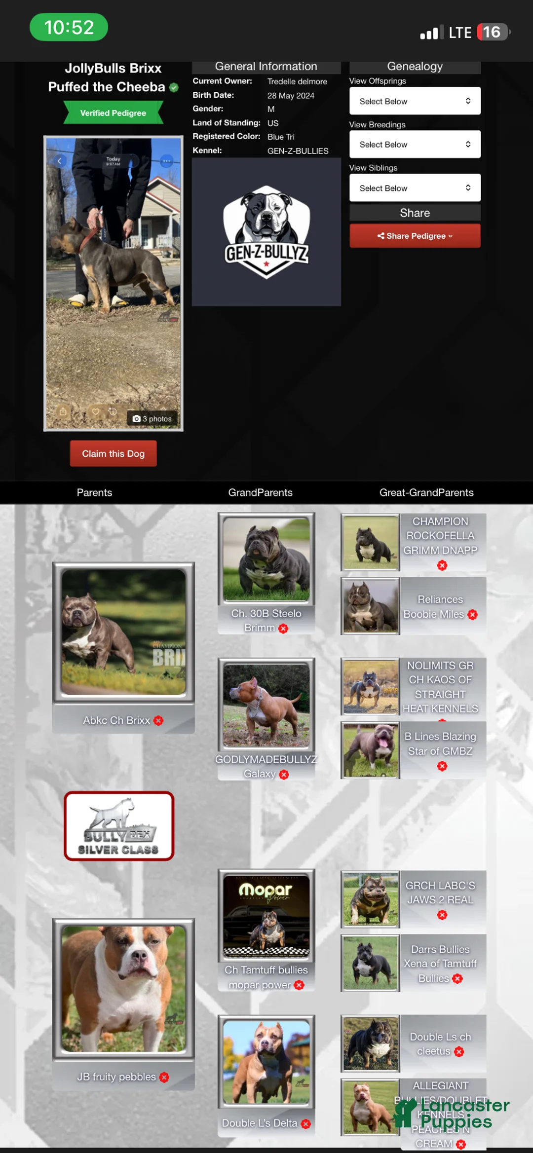 American Bully dogs for stud: American Bully Stud  - Ad 2