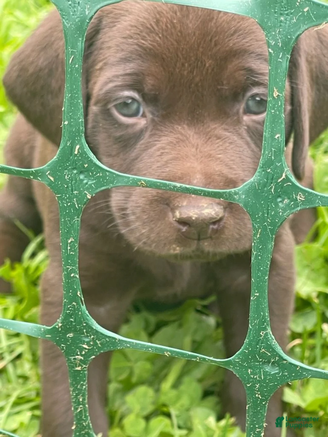 Labrador Retriever dogs for sale: Labrador Retriever Light Pink Collar - Ad 2