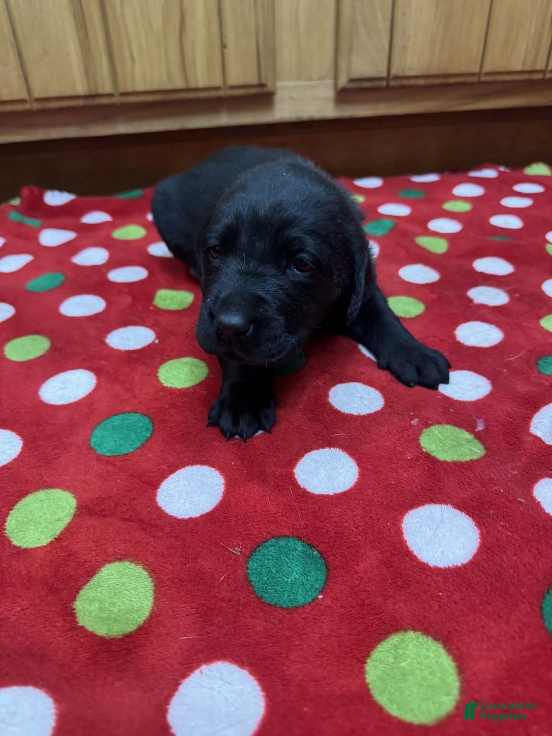 Labrador Retriever dogs for sale: Reed - Ad 3