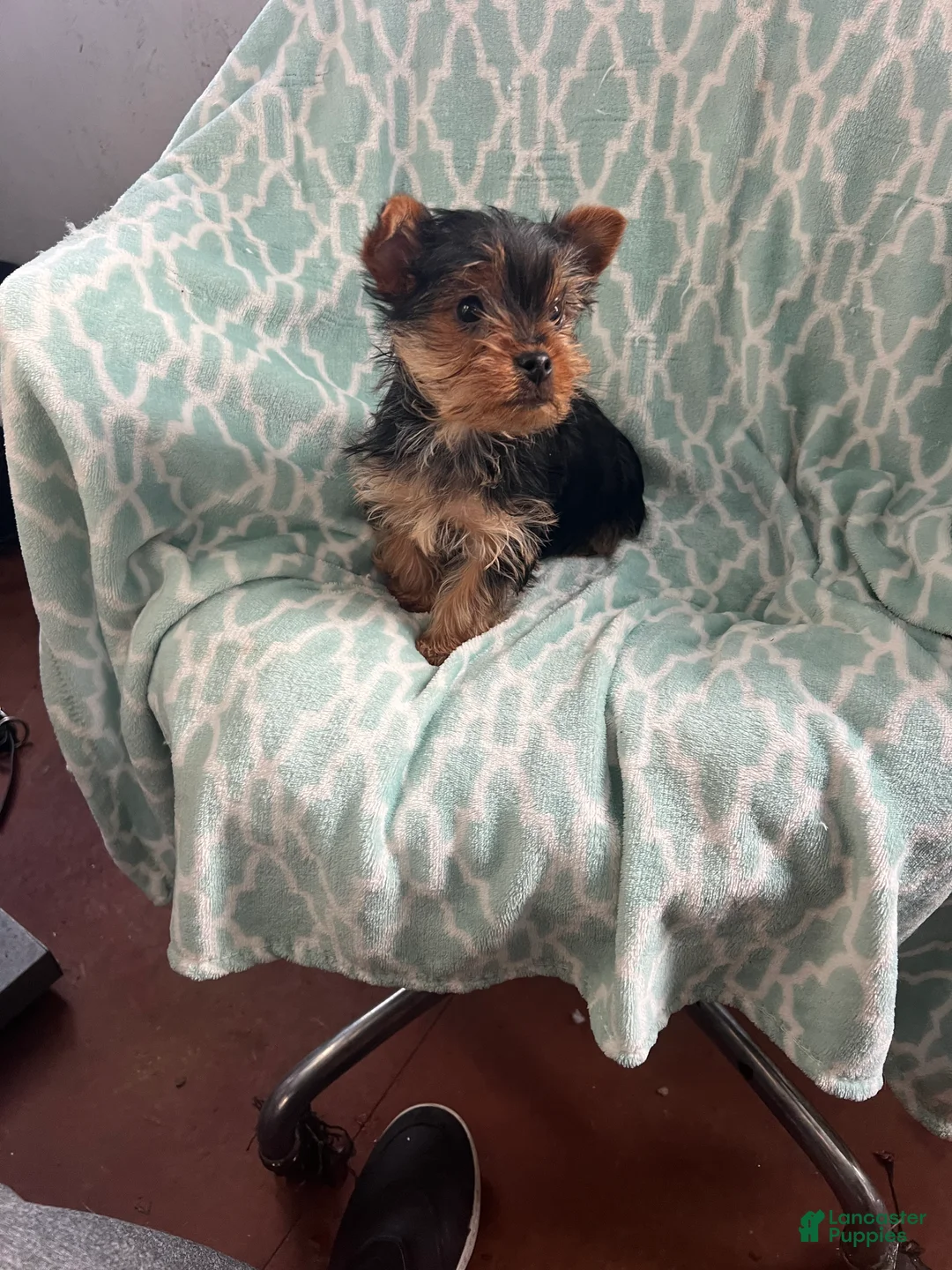Yorkshire Terrier dogs for sale: William - Ad 4