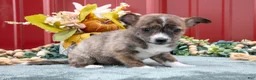 Jack Chi dogs for sale: Laurie - Ad 3