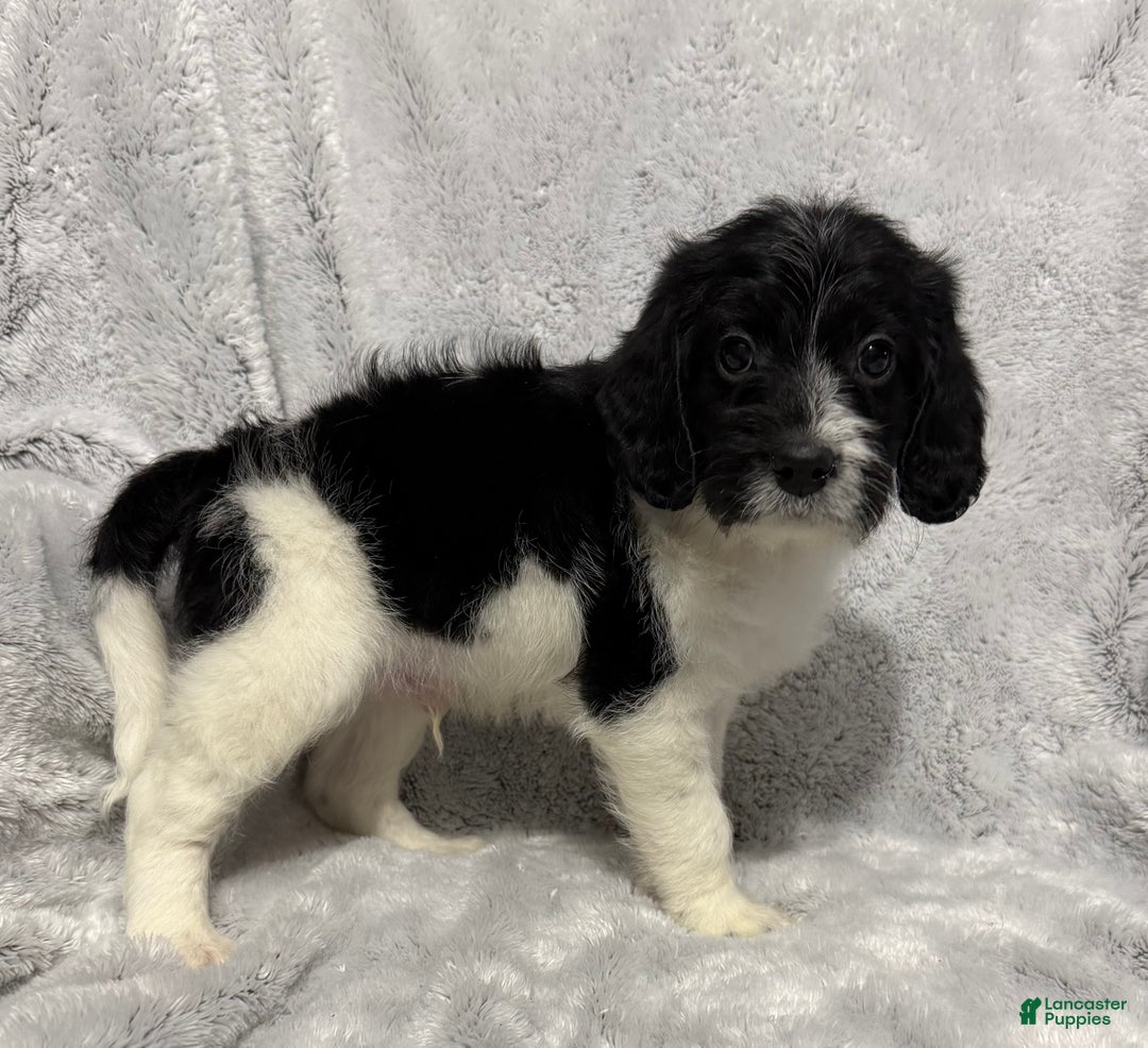 Mixed Breed dogs for sale: Cole - Ad 2