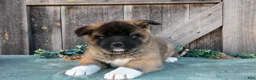 Akita dogs for sale: Sadie - Ad 3