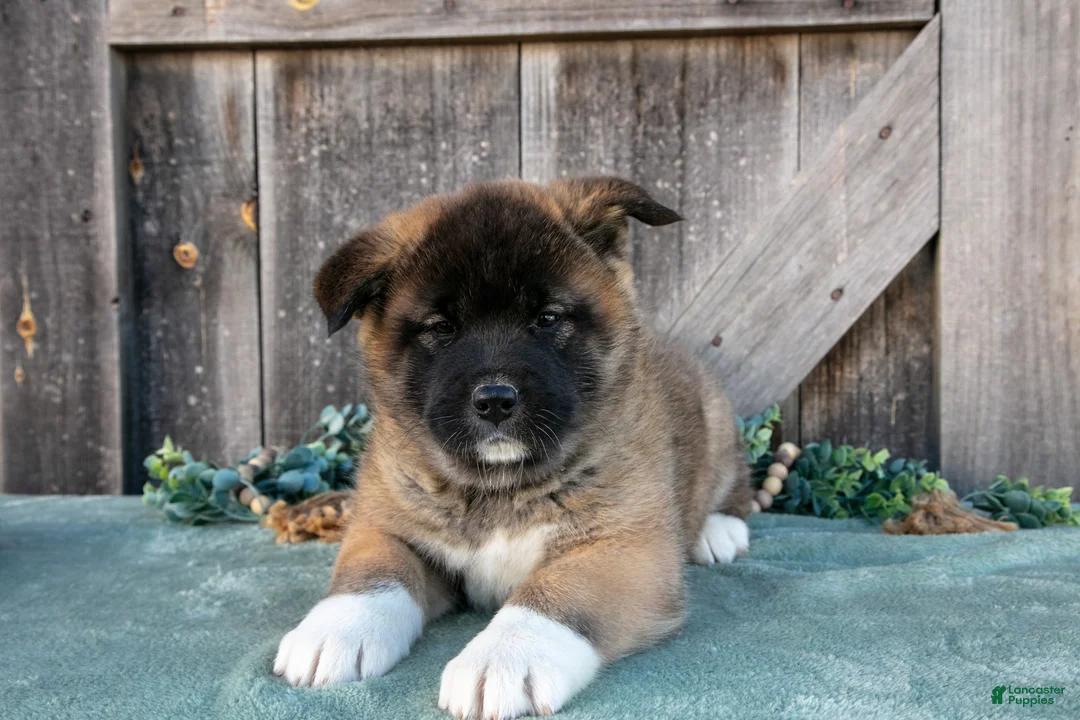 Akita dogs for sale: Sadie - Ad 3