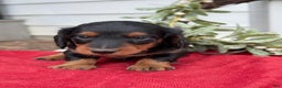Miniature Dachshund dogs for sale: Eclair - Ad 4