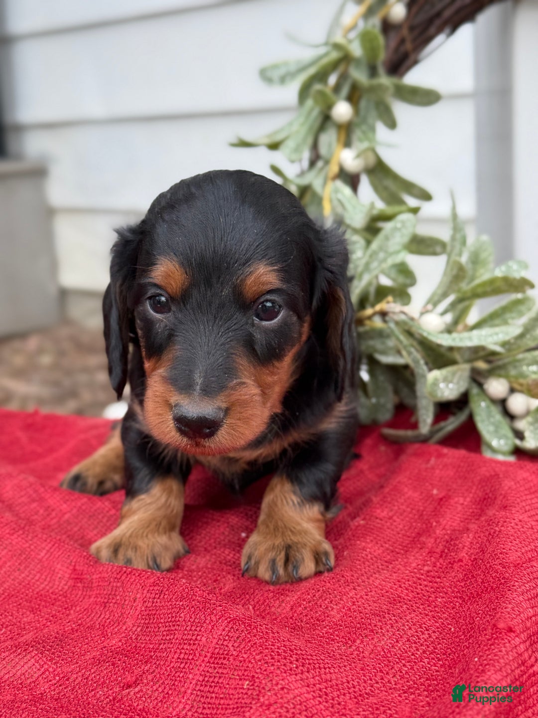 Miniature Dachshund dogs for sale: Eclair - Ad 4