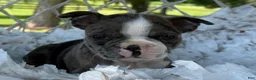 Boston Terrier dogs for sale: Macy - Ad 4