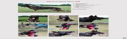 German Shepherd dogs for sale: German Shepherd 1 - Ad 4