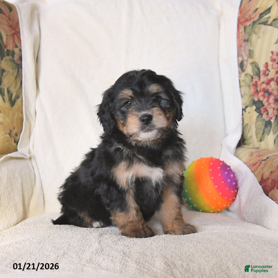 Mini Bernedoodle dogs Roscoe - Ad 4