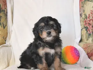 Mini Bernedoodle dogs Roscoe - Ad 4