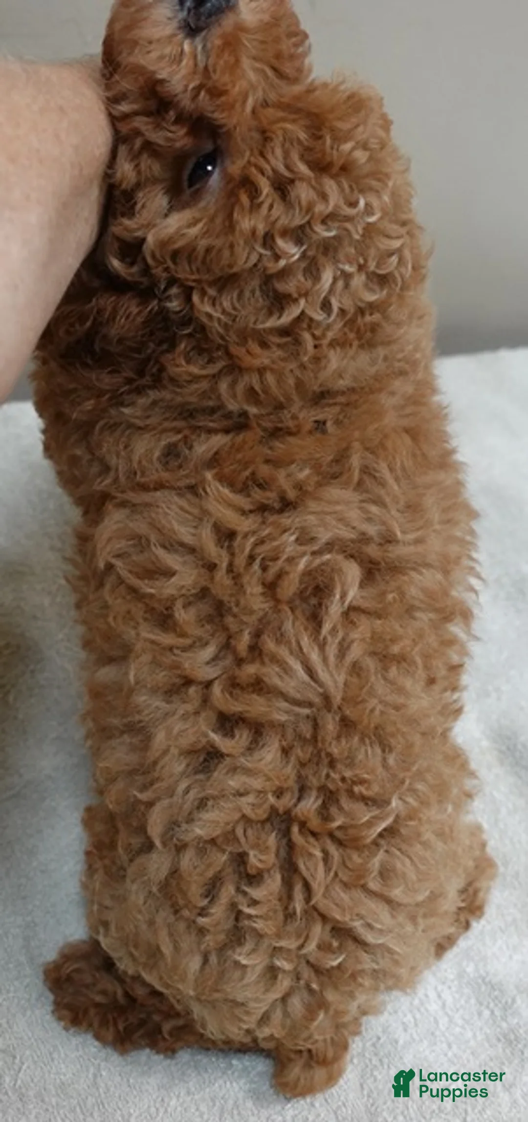 Toy Poodle dogs for sale: Deep Red - Ad 2