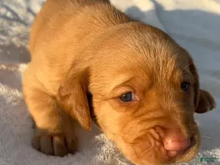 Labrador Retriever dogs Labrador Retriever 3- Dark Blue Collar- Bashful - Ad 27