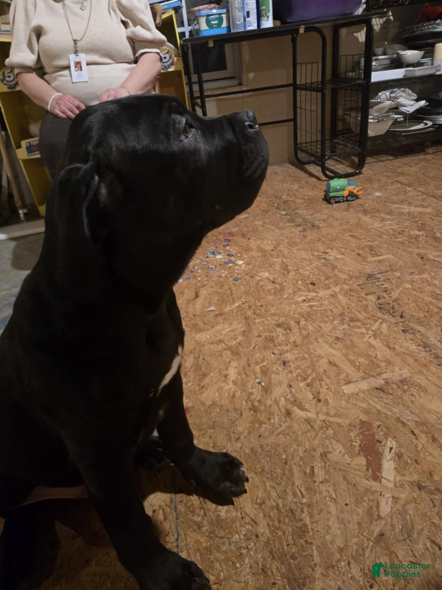 Cane Corso dogs Cane Corso Puppy 1 - Ad 2