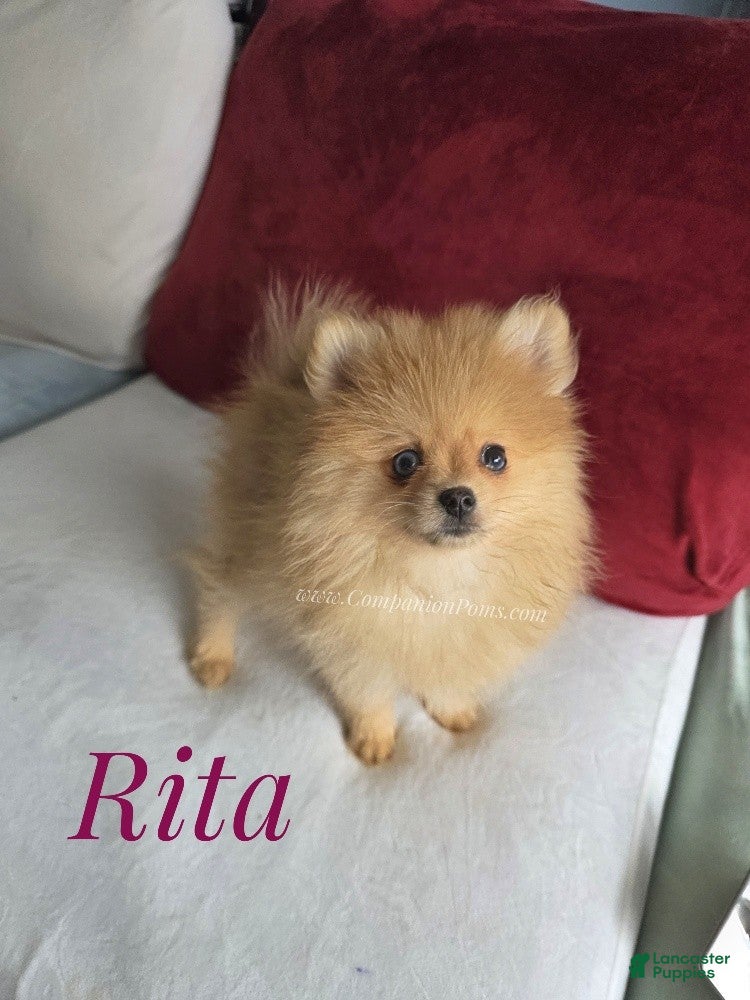 Pomeranian dogs Rare Blue Eyes Orange Female - Very Small Structure! - Ad 1