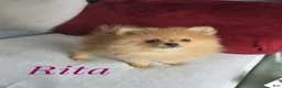 Pomeranian dogs for sale: ✨ The Little Shadow You've Been Waiting For ✨ - Ad 1