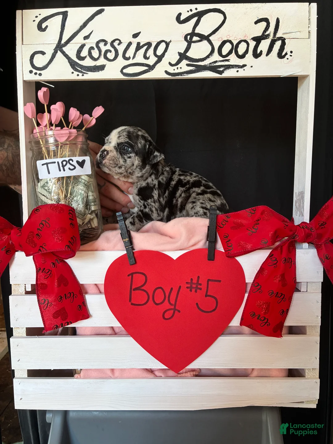 Olde English Bulldogge dogs for sale: Olde English Bulldogge Puppy 5 - Ad 2