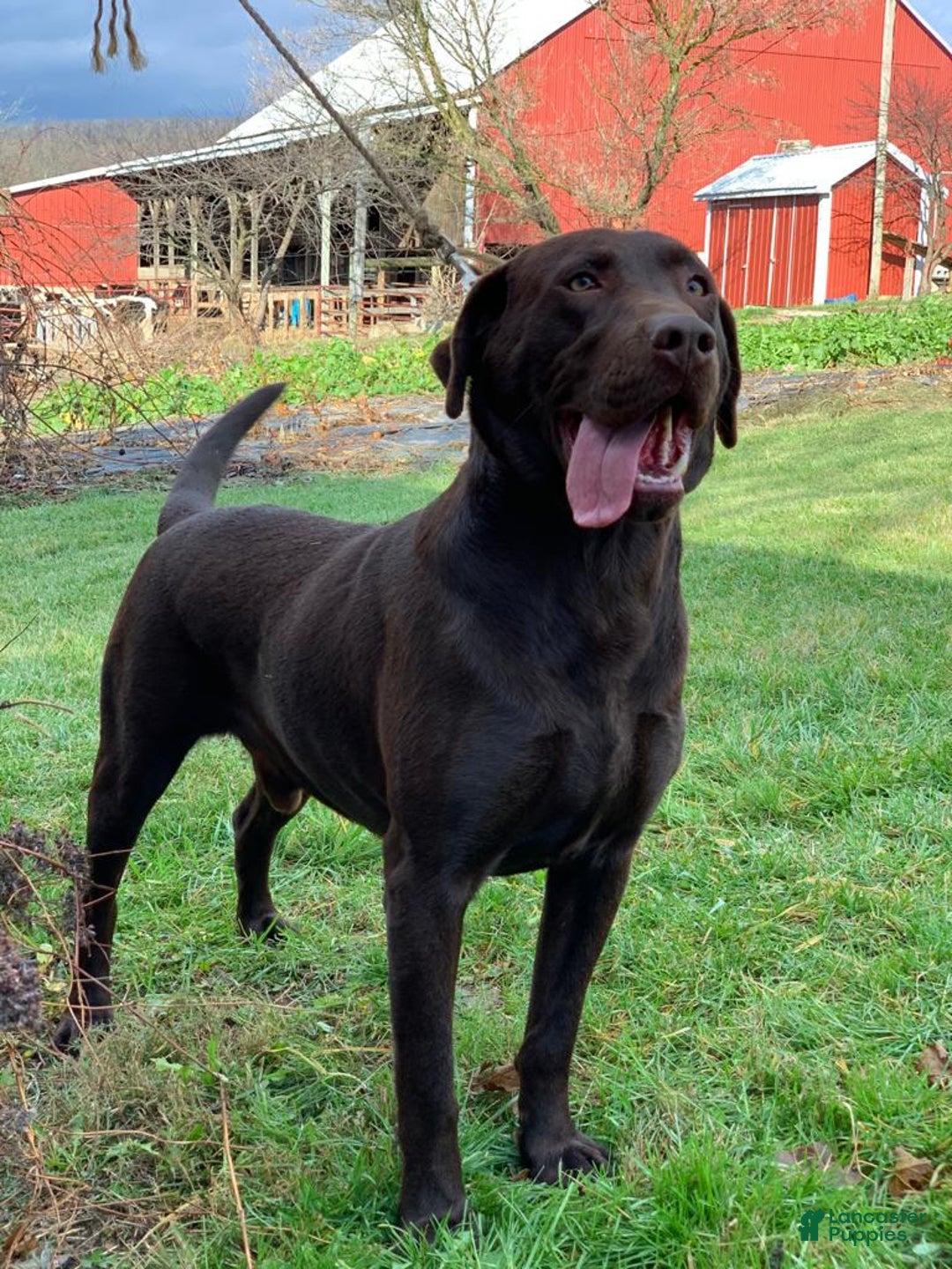 Labrador Retriever dogs for sale: Labrador Retriever litter of 2 puppies - Ad 4
