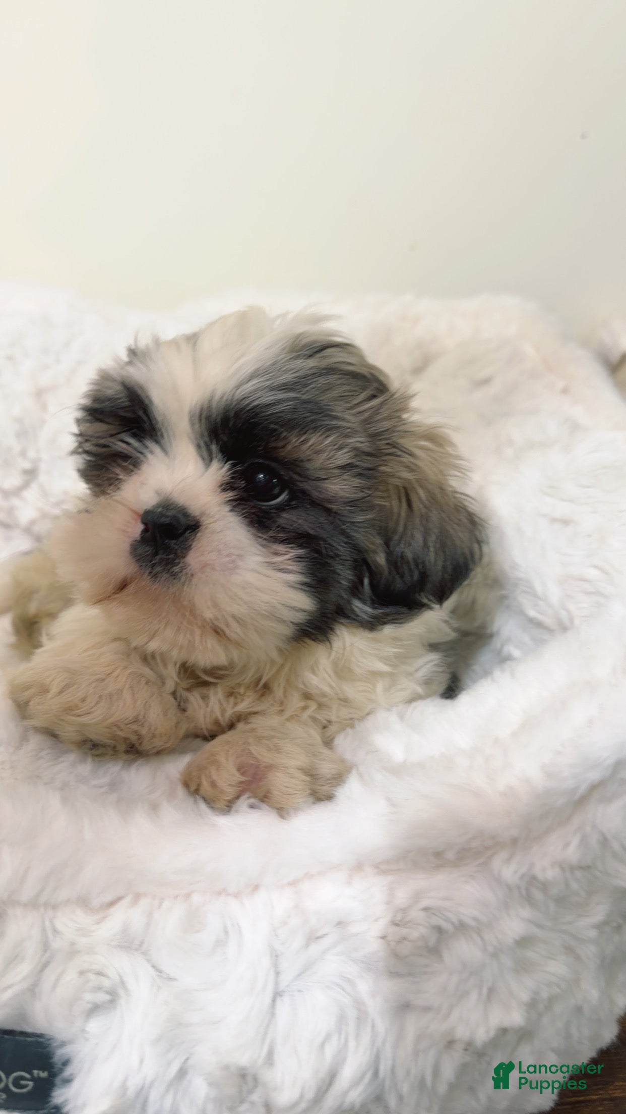Shih Tzu dogs Jaxon - Ad 28