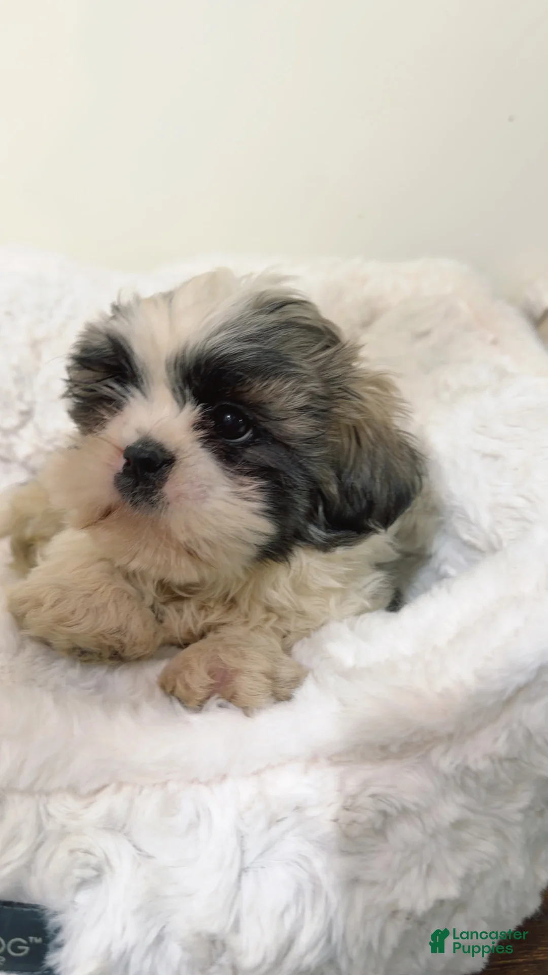 Shih Tzu dogs for sale: Jaxon - Ad 1