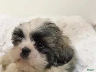 Shih Tzu dogs Jaxon - Ad 28