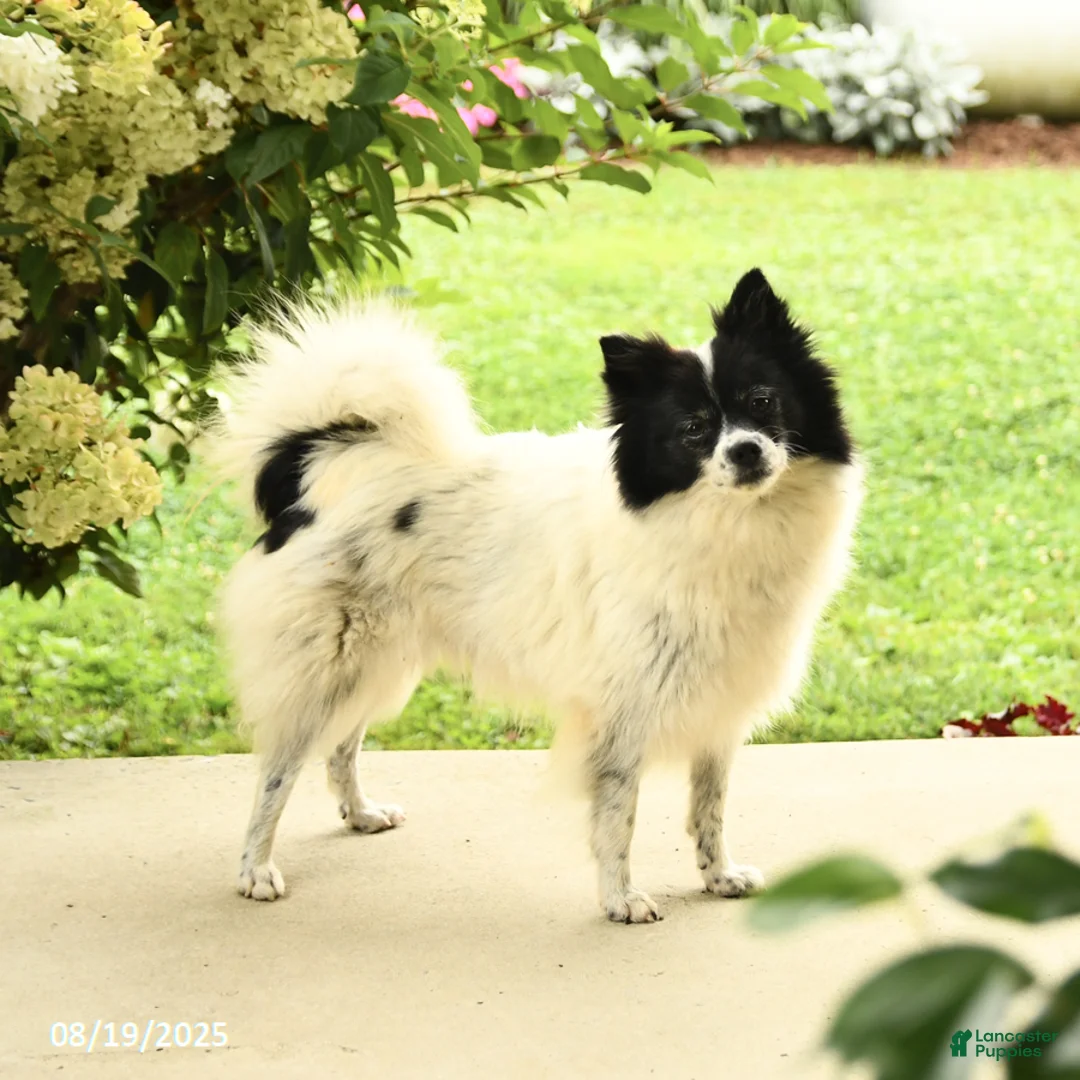 Pomeranian dogs for sale: Champ  - Ad 4
