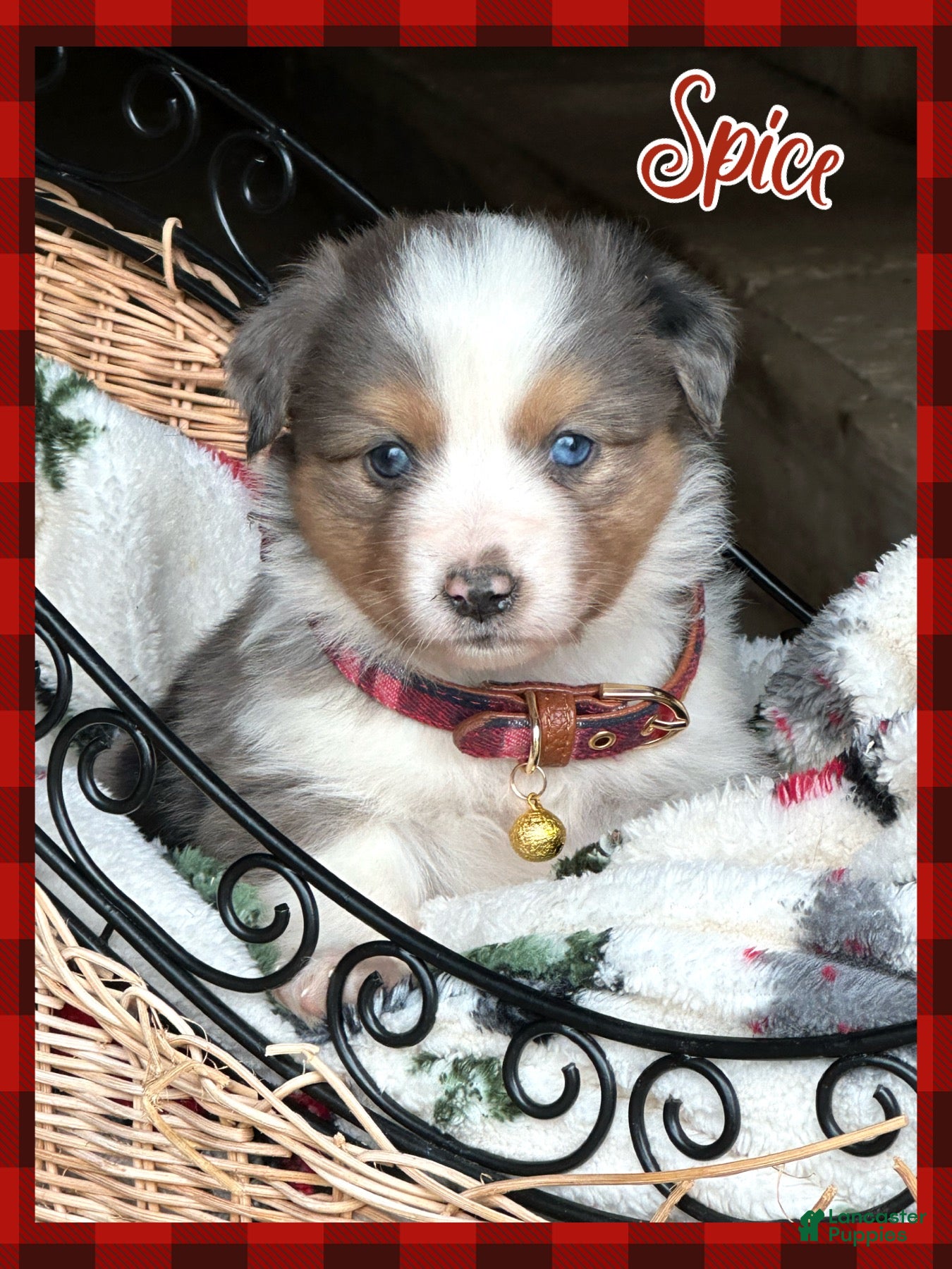 Miniature Australian Shepherd dogs Spice - Ad 8