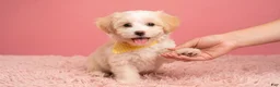 Maltipoo dogs for sale: ANGEL - Ad 3