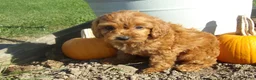 Cavapoo dogs for sale: RANGER - Ad 3