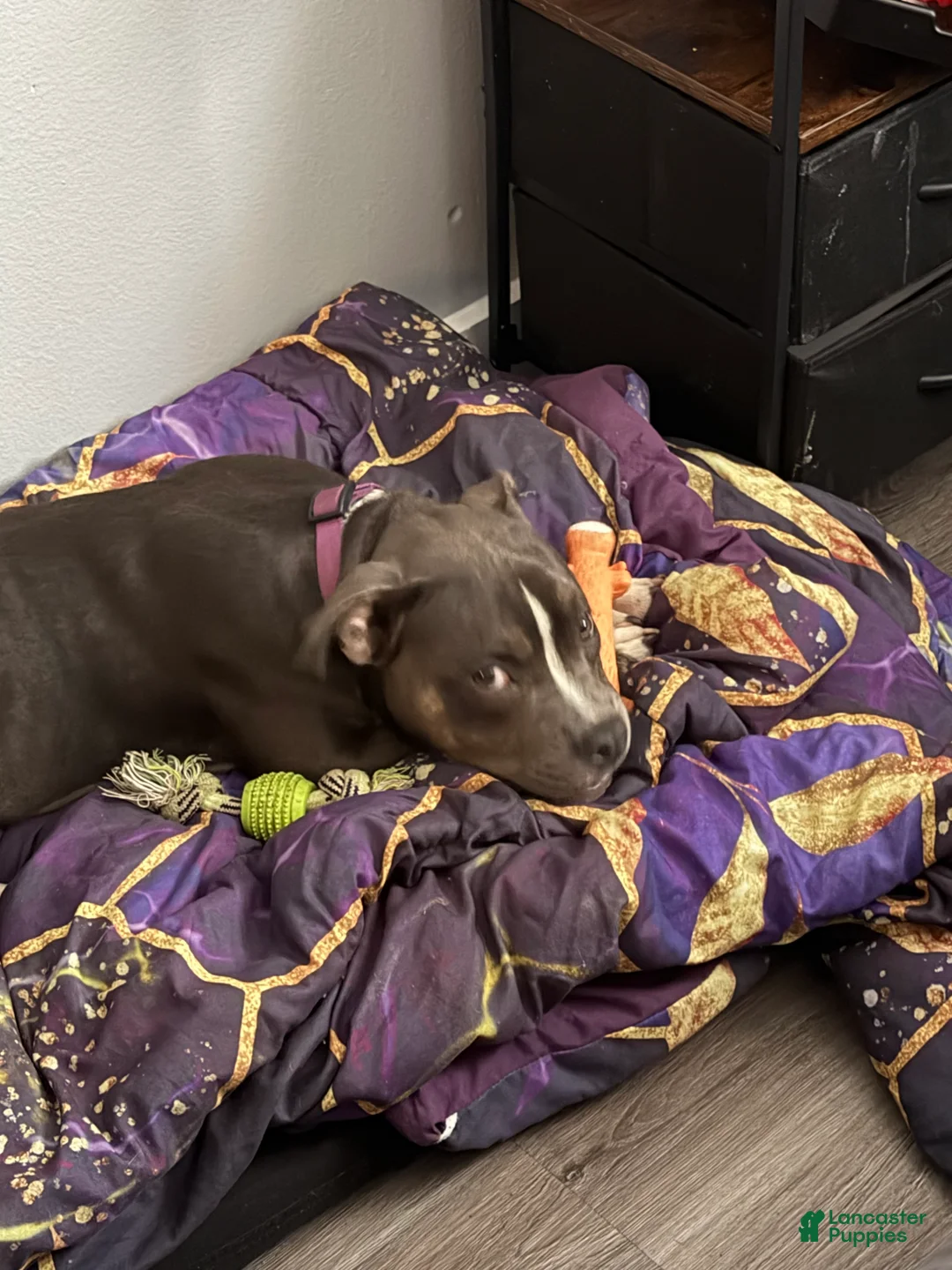 American Pit Bull Terrier dogs for sale: American Pit Bull Terrier 1 - Ad 2