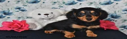 Miniature Dachshund dogs for sale: Olivia - Ad 4